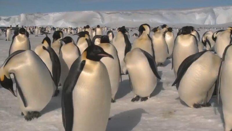 pinguinii-imperiali-din-antarctica,-tot-mai-expusi-pe-masura-ce-gheata-marina-dispare