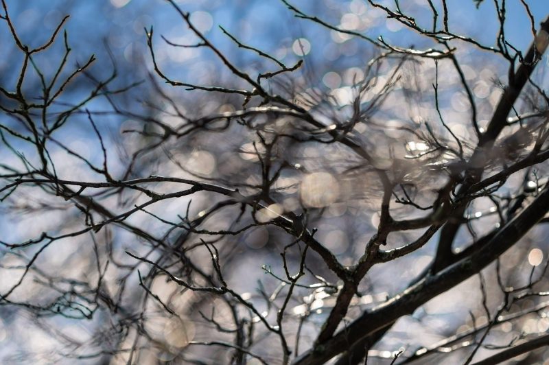 cand-se-raceste-din-nou-vremea.-primavara-cu-temperaturi-ridicate-se-incheie-rapid