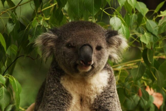 cum-si-au-revenit-ursuletii-koala-dupa-ce-au-fost-adusi-in-pragul-disparitiei