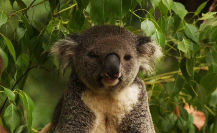 cum-si-au-revenit-ursuletii-koala-dupa-ce-au-fost-adusi-in-pragul-disparitiei