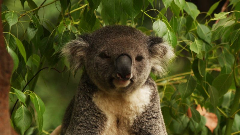cum-si-au-revenit-ursuletii-koala-dupa-ce-au-fost-adusi-in-pragul-disparitiei