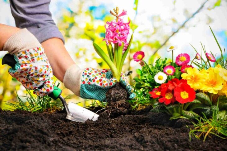 ce-sa-nu-faci-in-gradina-la-inceputul-primaverii.-greseala-pe-care-multi-gradinari-o-fac-prea-devreme