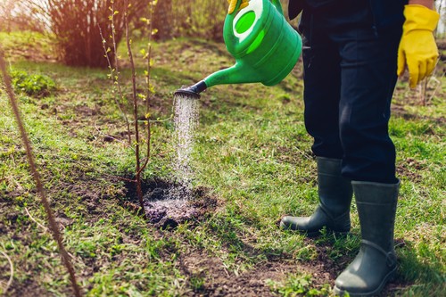lucrarile-care-se-fac-in-livada-la-jumatatea-lunii-martie-in-romania.-ce-trebuie-sa-faca-pomicultorii-pentru-o-recolta-bogata
