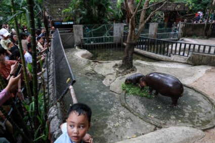 un-barbat-a-fost-arestat-dupa-ce-a-intrat-in-tarcul-hipopotamului-pigmeu-moo-deng-de-la-gradina-zoologica-din-thailanda