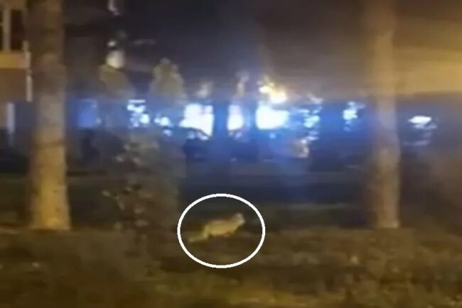 o-vulpe-si-a-facut-aparitia-prin-complexul-studentesc-din-timisoara,-in-zona-unui-fast-food.-momentul-a-fost-filmat-si-postat-pe-retelele-sociale
