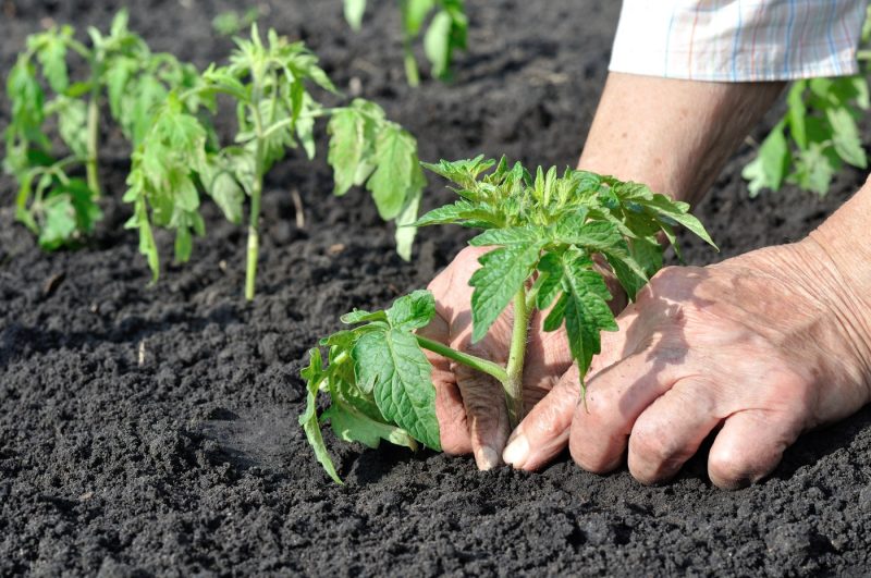 cand-se-planteaza,-de-fapt,-rosiile.-greseala-pe-care-multi-o-fac-primavara