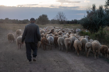 cioban-platit-regeste-in-romania-un-crescator-de-oi-cauta-pastor-si-ofera-beneficii-greu-de-refuzat.-care-este-oferta-de-salariu