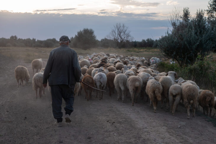 cioban-platit-regeste-in-romania-un-crescator-de-oi-cauta-pastor-si-ofera-beneficii-greu-de-refuzat.-care-este-oferta-de-salariu