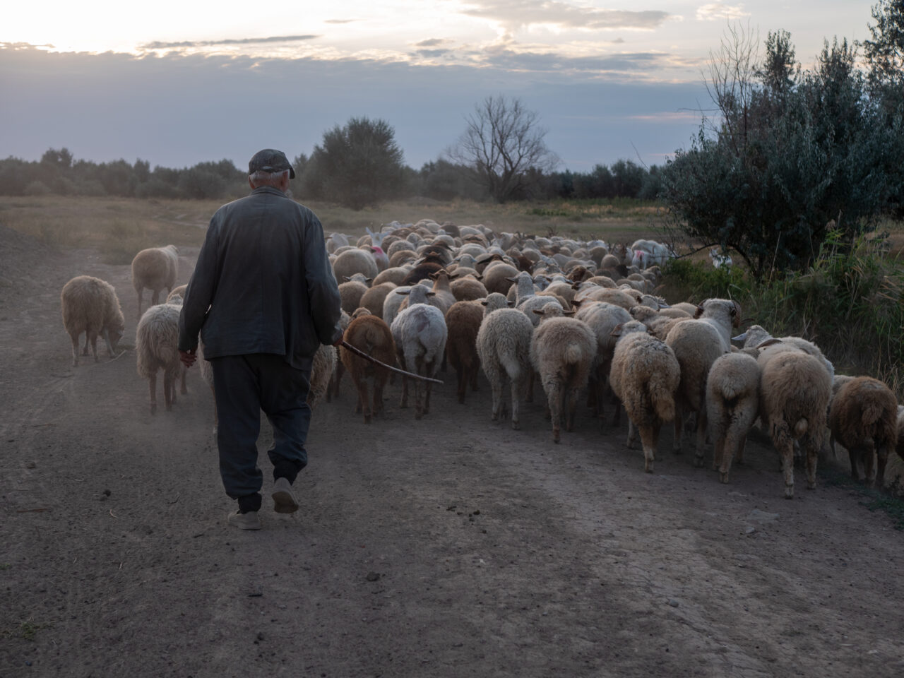 cioban-platit-regeste-in-romania-un-crescator-de-oi-cauta-pastor-si-ofera-beneficii-greu-de-refuzat.-care-este-oferta-de-salariu