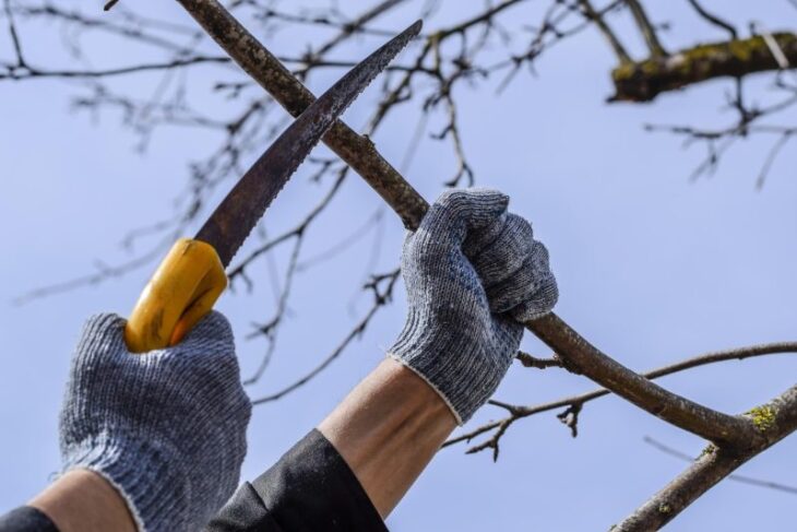 arbustii-pe-care-nu-trebuie-sa-ii-tai-primavara.-greseala-care-iti-poate-distruge-gradina