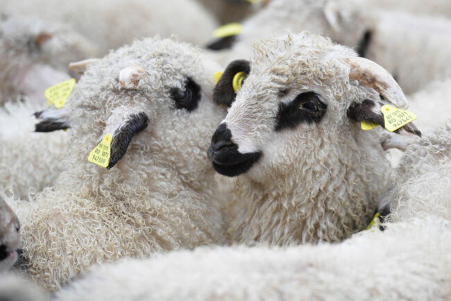 cand-se-sacrifica-mieii-de-paste.-ce-preferinte-exista-pe-piata-interna-si-ce-animale-pleaca-la-export