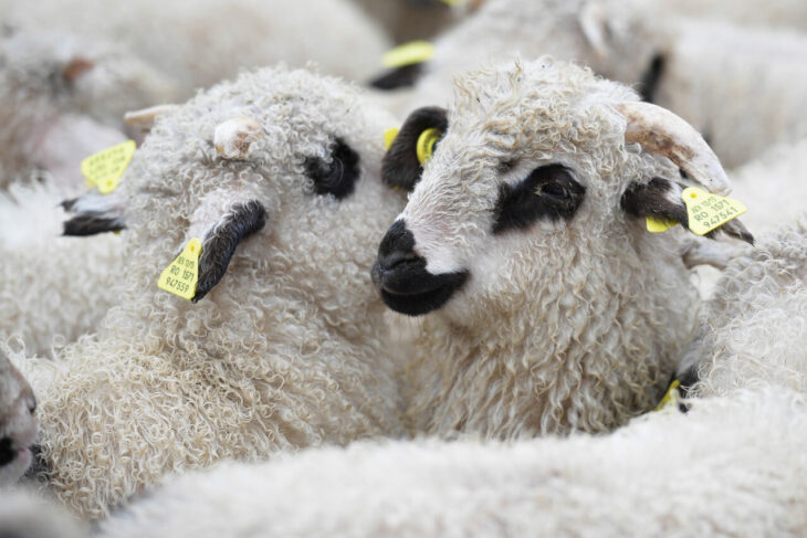 cand-se-sacrifica-mieii-de-paste.-ce-preferinte-exista-pe-piata-interna-si-ce-animale-pleaca-la-export