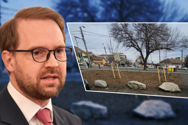 bolovani-de-aproape-100000-de-lei,-plantati-pe-spatiile-verzi-din-timisoara.-solutia-primariei-lui-dominic-fritz-starneste-revolta