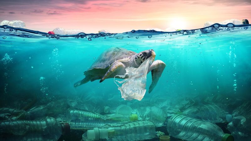 plasticul-disparut-din-oceane-a-fost-gasit,-iar-vestea-este-mai-grava-decat-se-credea.-ce-au-aflat-cercetatorii