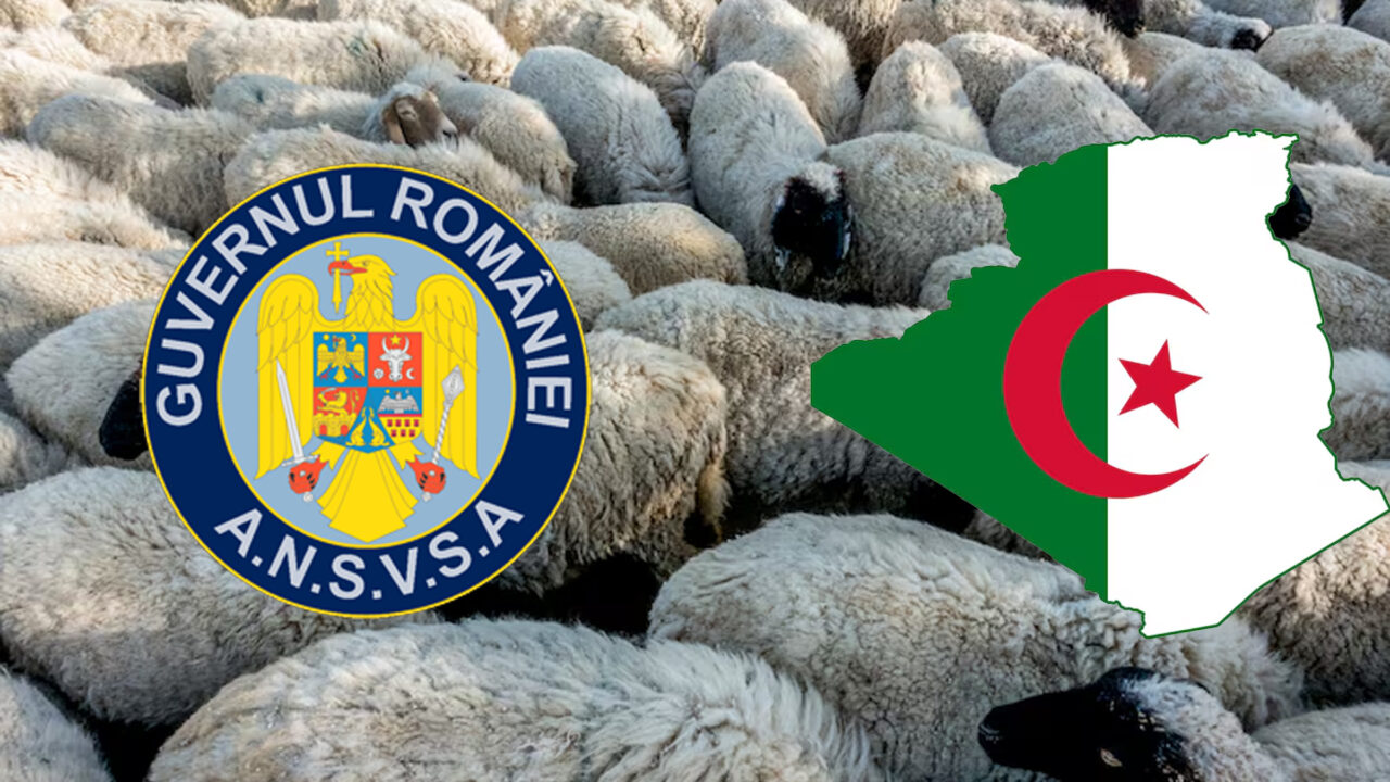 romania-exporta-peste-un-milion-de-oi-in-algeri