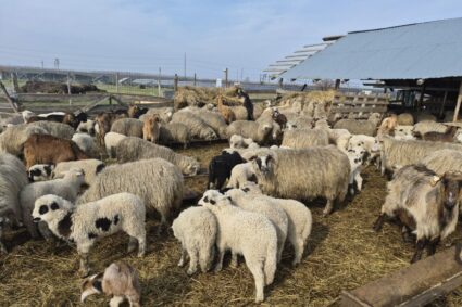 cat-costa-un-kilogram-de-carne-de-miel-in-pietele-din-iasi.-diferentele-sunt-mari-intre-producatorii-locali-si-supermarketuri