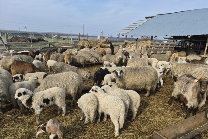 cat-costa-un-kilogram-de-carne-de-miel-in-pietele-din-iasi.-diferentele-sunt-mari-intre-producatorii-locali-si-supermarketuri