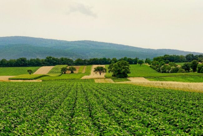 nu-doar-razboiul-ar-putea-provoca-o-criza-alimentara-mondiala.-un-fenomen-rar-se-contureaza,-expertii-sunt-ingrijorati