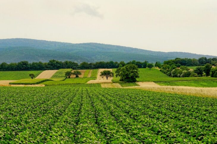 nu-doar-razboiul-ar-putea-provoca-o-criza-alimentara-mondiala.-un-fenomen-rar-se-contureaza,-expertii-sunt-ingrijorati