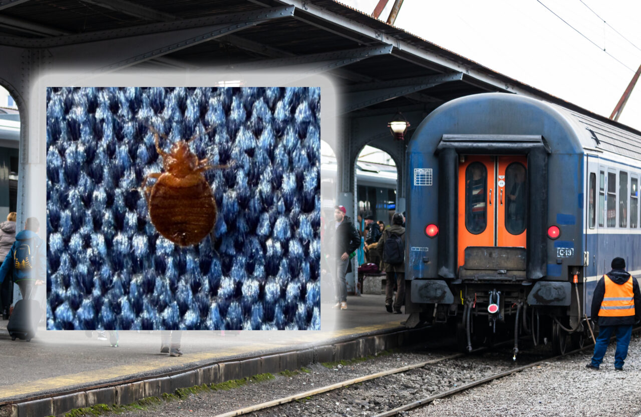 tren-infestat-cu-plosnite-intre-timisoara-si-arad-cfr-calatori-a-retras-din-circulatie-vagonul-afectat.-care-sunt-procedurile