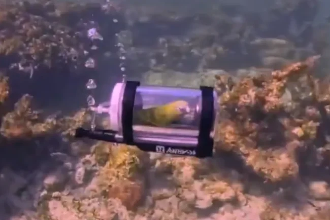 primul-papagal-din-lume-care-face-snorkeling.-stapanul-lui-i-a-construit-un-minisubmarin