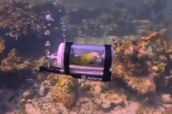 primul-papagal-din-lume-care-face-snorkeling.-stapanul-lui-i-a-construit-un-minisubmarin