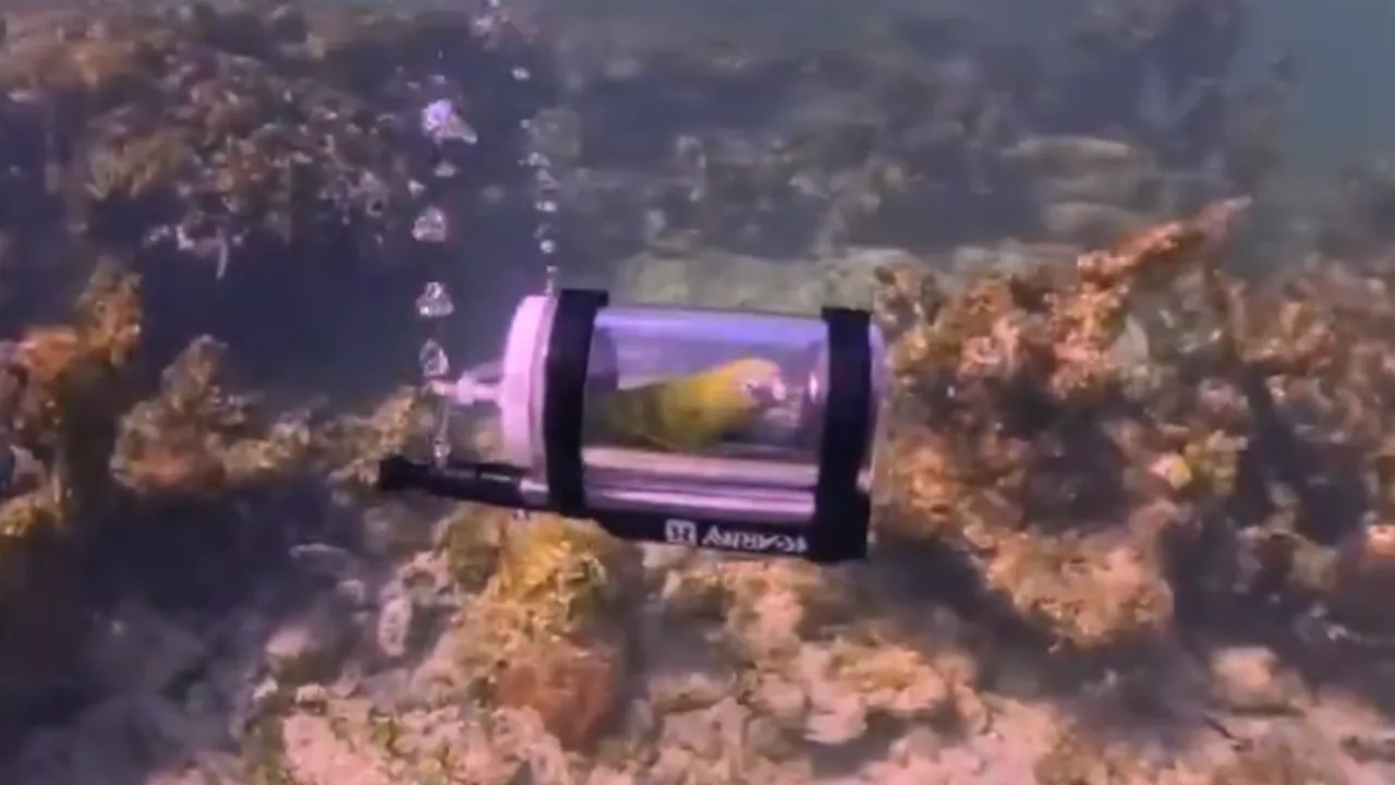 primul-papagal-din-lume-care-face-snorkeling.-stapanul-lui-i-a-construit-un-minisubmarin