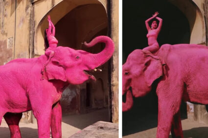 chanchal,-un-elefant-indian-batran-vopsit-in-roz,-ar-fi-murit-in-india-dupa-o-sedinta-foto.-evenimentul-a-incendiat-india