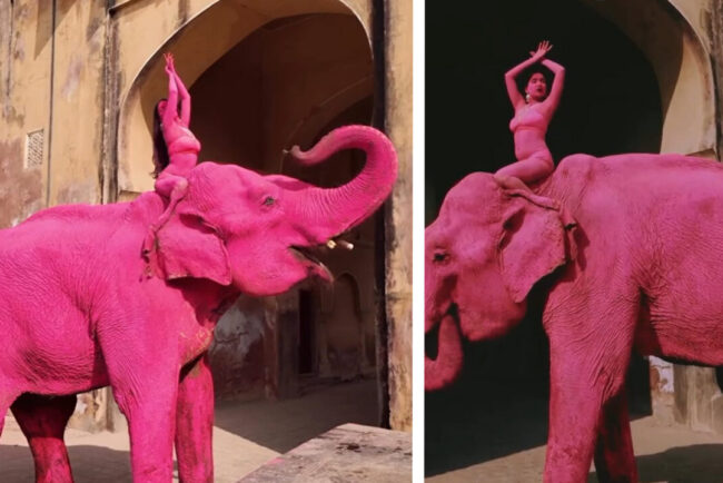 chanchal,-un-elefant-indian-batran-vopsit-in-roz,-ar-fi-murit-in-india-dupa-o-sedinta-foto.-evenimentul-a-incendiat-india
