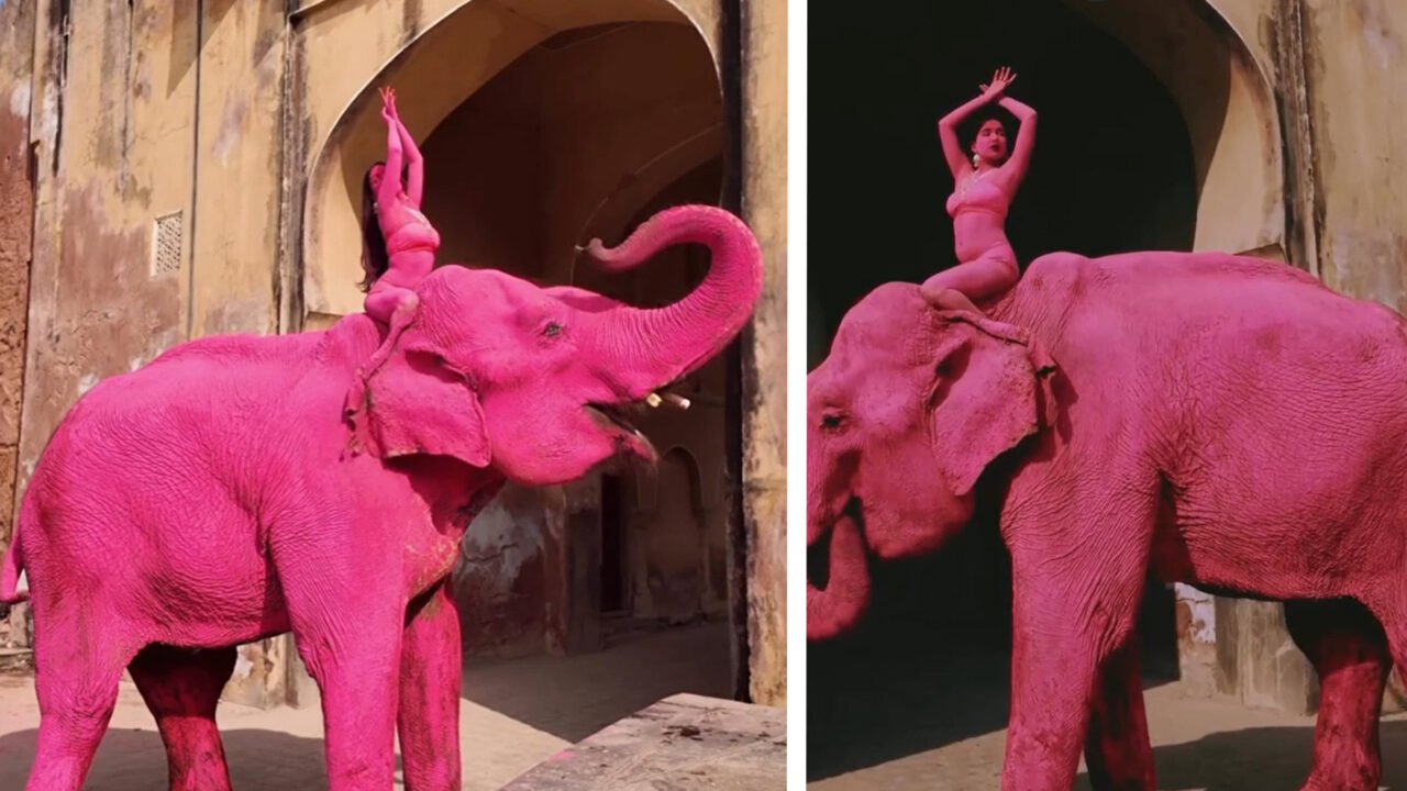 chanchal,-un-elefant-indian-batran-vopsit-in-roz,-ar-fi-murit-in-india-dupa-o-sedinta-foto.-evenimentul-a-incendiat-india
