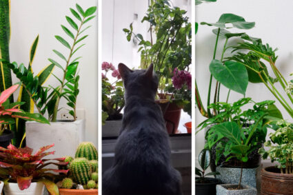 plantele-de-apartament-care-iti-pot-otravi-catelul-sau-pisica.-la-ce-trebuie-sa-fiti-atenti