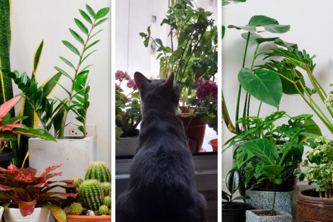 plantele-de-apartament-care-iti-pot-otravi-catelul-sau-pisica.-la-ce-trebuie-sa-fiti-atenti