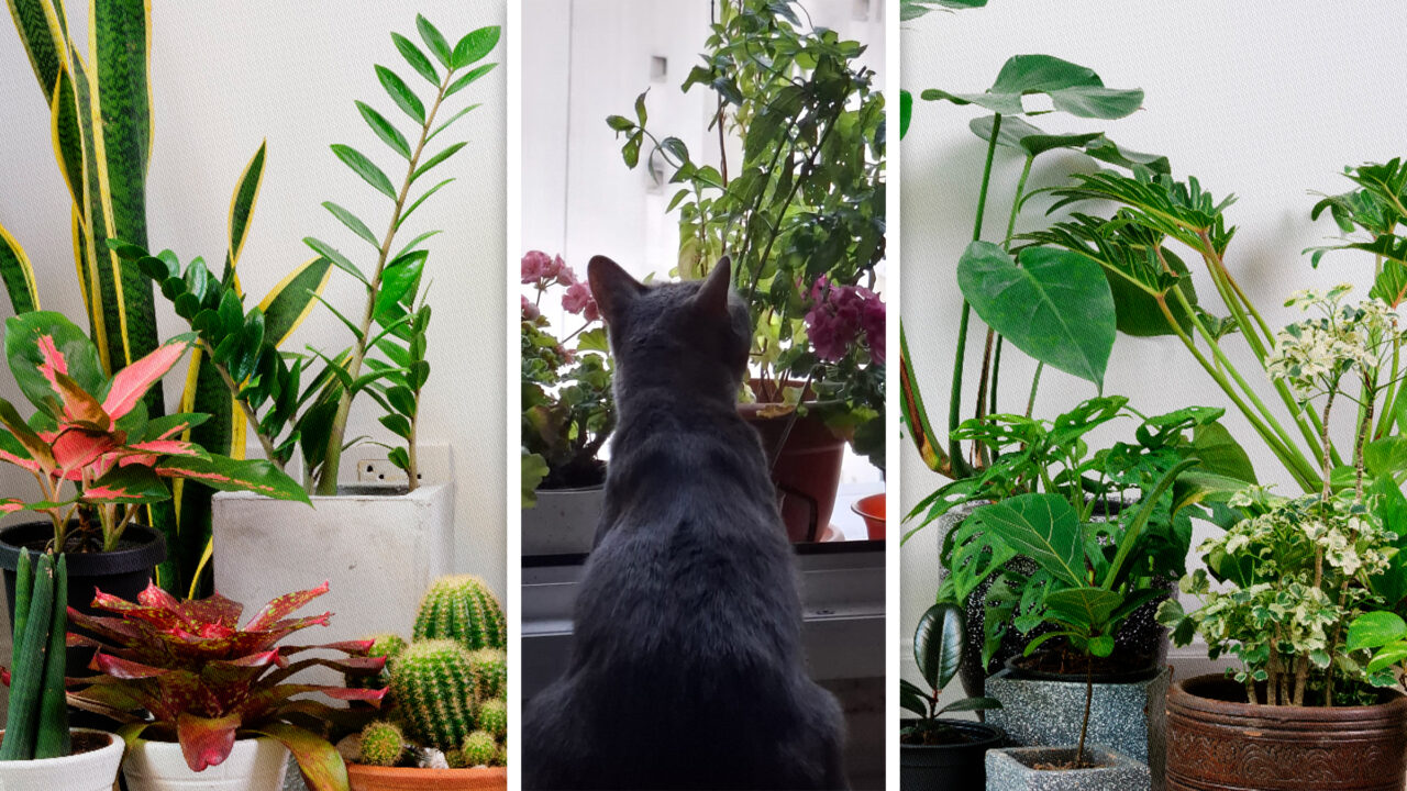plantele-de-apartament-care-iti-pot-otravi-catelul-sau-pisica.-la-ce-trebuie-sa-fiti-atenti