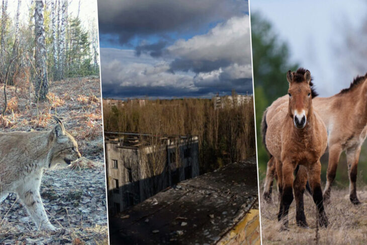 viata-revine-la-cernobil.-sanctuarul-mortii-radioactive-se-transforma-intr-o-rezervatie-naturala