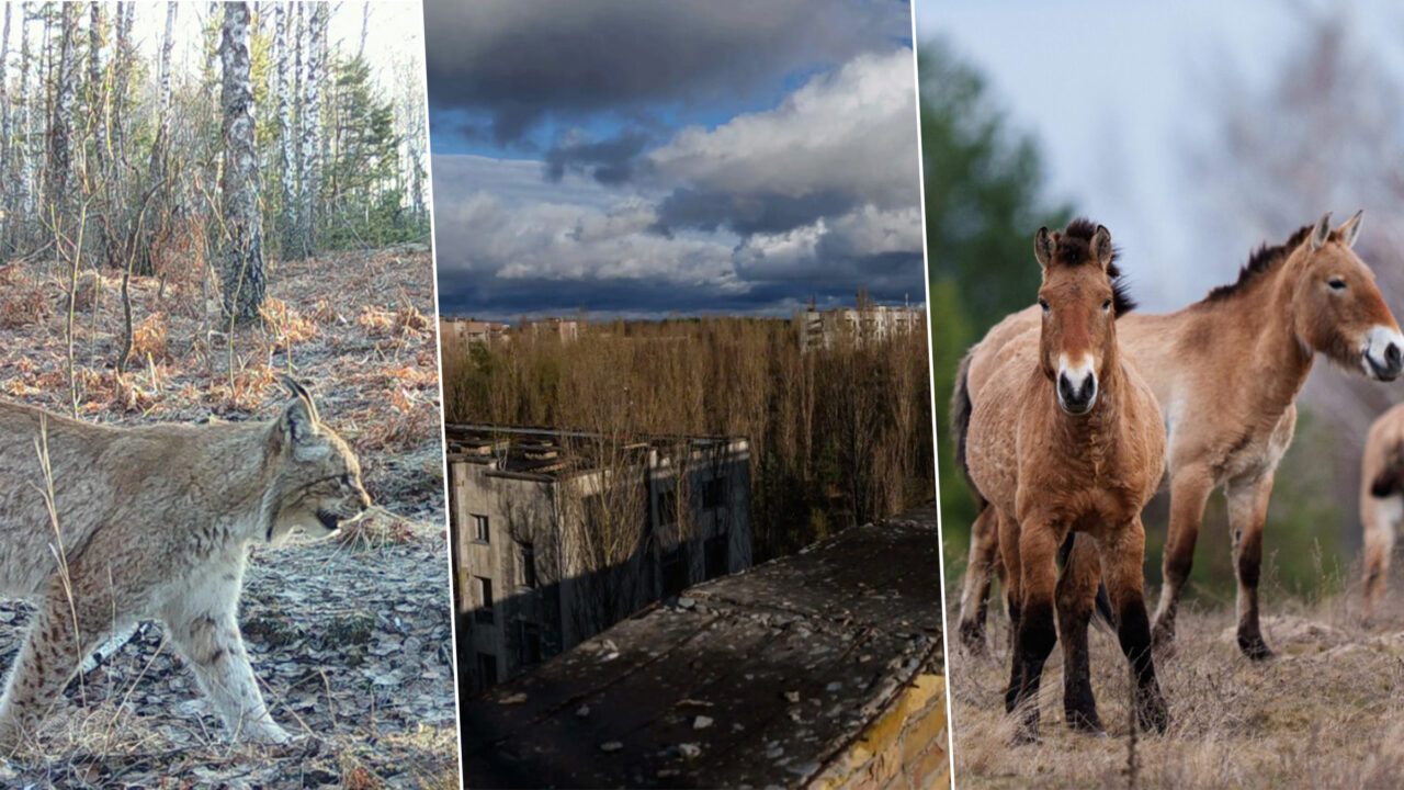 viata-revine-la-cernobil.-sanctuarul-mortii-radioactive-se-transforma-intr-o-rezervatie-naturala