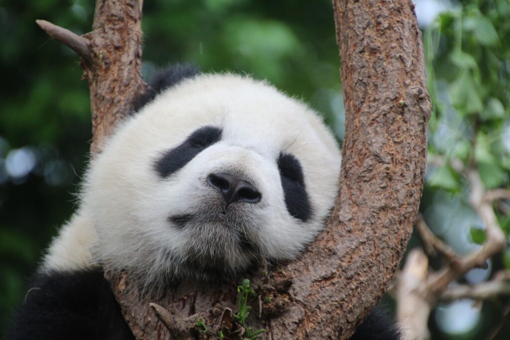 china-va-trimite-din-nou-panda-uriasi-in-atlanta