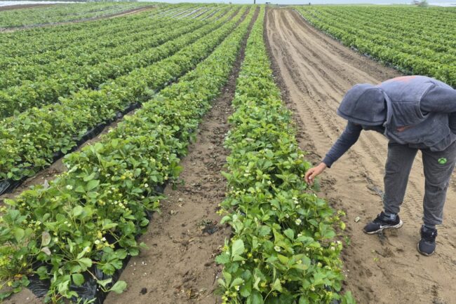 frigul-intarzie-pepenii-si-capsunele.-schimbarile-climatice-afecteaza-fructele-de-la-camp