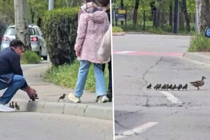 imaginile-zilei.-cum-a-ajutat-un-barbat-un-card-de-rate-sa-treaca-o-strada-din-constanta