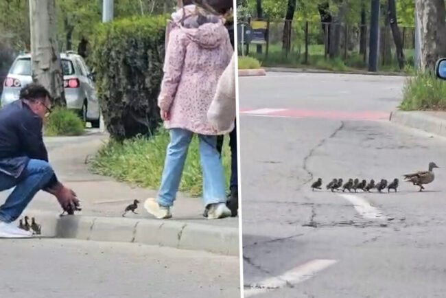 imaginile-zilei.-cum-a-ajutat-un-barbat-un-card-de-rate-sa-treaca-o-strada-din-constanta