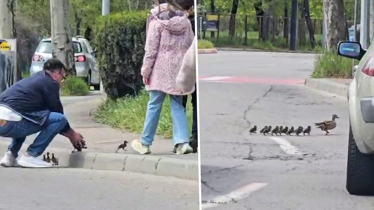 imaginile-zilei.-cum-a-ajutat-un-barbat-un-card-de-rate-sa-treaca-o-strada-din-constanta