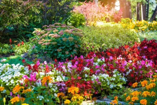 11-flori-perene-spectaculoase-care-infloresc-luni-la-rand-si-nu-trebuie-replantate-in-fiecare-an