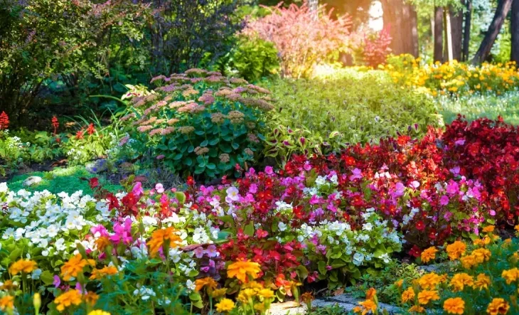 11-flori-perene-spectaculoase-care-infloresc-luni-la-rand-si-nu-trebuie-replantate-in-fiecare-an