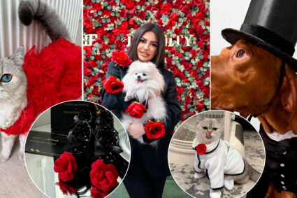 haute-couture-pentru-pisici-si-catei.-povestea-romancei-care-transforma-animalele-de-companie-in-vedete-de-podium