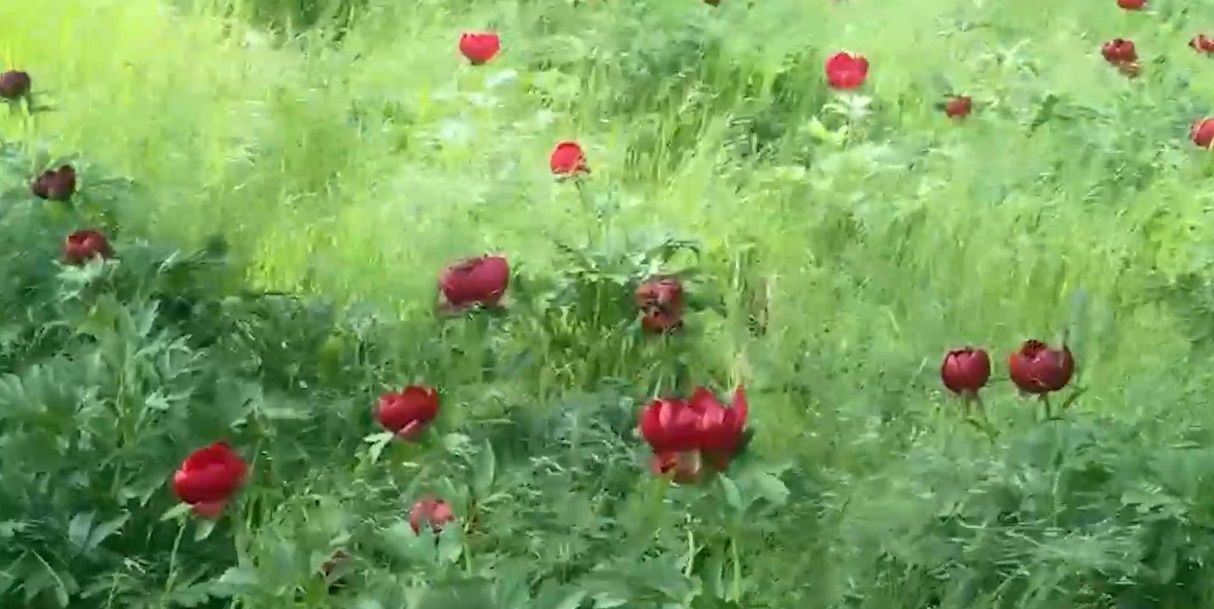 imagini-spectaculoase-in-judetul-dolj.-au-inflorit-bujorii-salbatici-de-la-plenita
