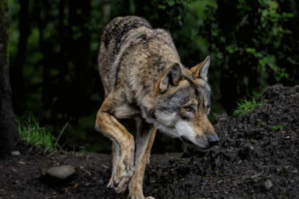 vanatoare-de-lupi-in-spania:-ecologistii-contesta-decretul-care-permite-impuscarea-animalelor