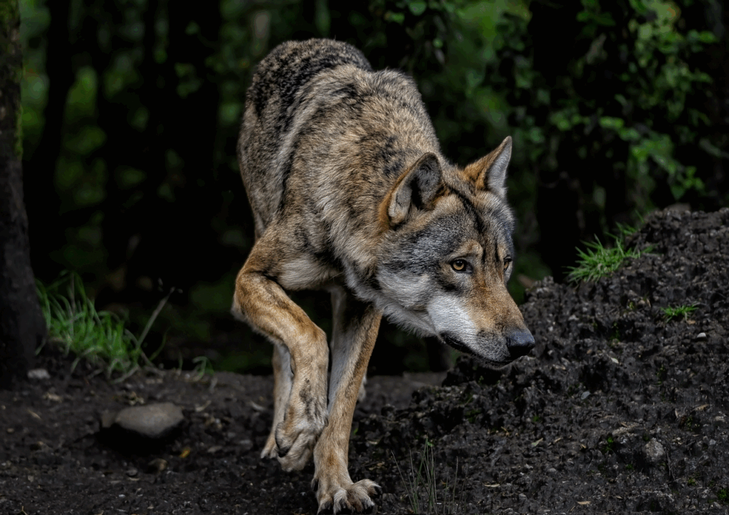 vanatoare-de-lupi-in-spania:-ecologistii-contesta-decretul-care-permite-impuscarea-animalelor