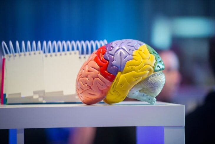de-ce-nu-putem-face-transplant-de-creier:-operatia-care-ramane-imposibila-chiar-si-pentru-neurochirurgia-moderna