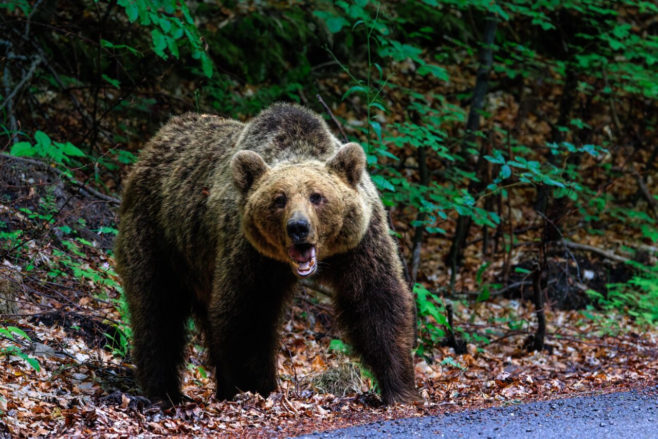 un-barbat-a-fost-atacat-de-urs-in-apropiere-de-bichigiu,-aceeasi-localitate-in-care-o-femeie-a-fost-omorata-de-animal,-in-urma-cu-2-saptamani
