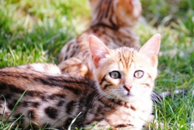 cele-mai-premiate-feline-din-romania-pot-fi-admirate-weekendul-acesta-la-mall-drumul-taberelor