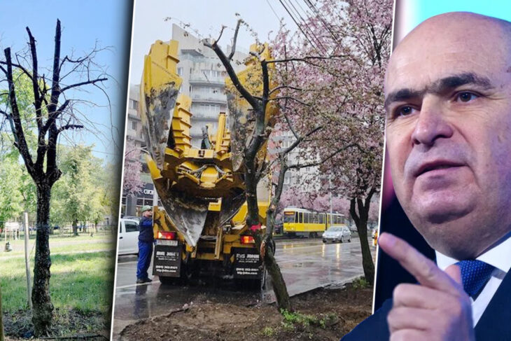 bani-aruncati-pe-fereastra-in-fieful-lui-bolojan.-primaria-oradea-a-cheltuit-zeci-de-mii-de-lei-pe-mutarea-a-15-arbori,-dintre-care-a-rezistat-unul-singur